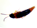 Bolitobius castaneus
